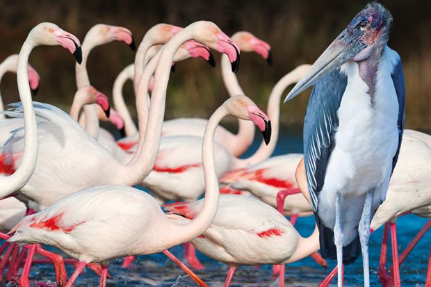 A group of flamingos and a Marabou stork