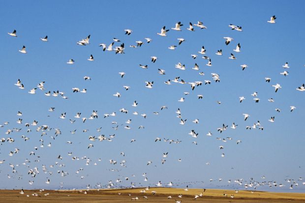 Flock of seagulls flying against blue sky