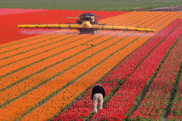 A man works in a huge flower-growing farm