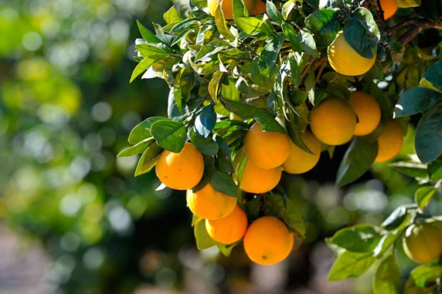 Fruit hanging from branches