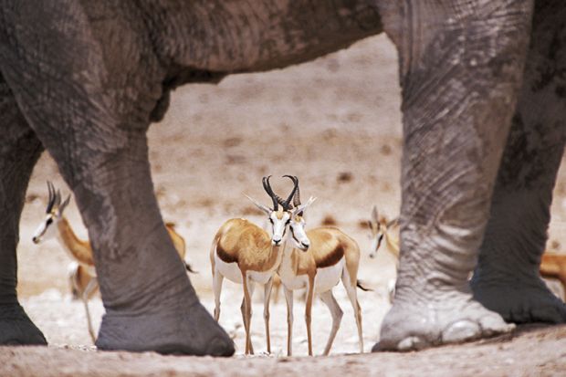 Gazelles standing among elephants