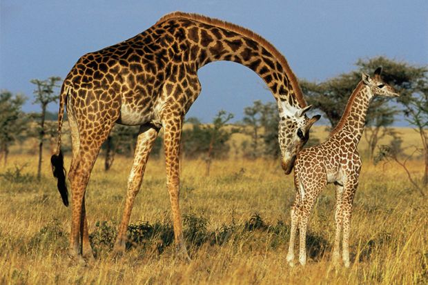 Giraffe mother and child