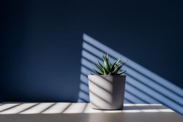 Green succulent in concrete plant pot with decorative shadows on a blue wall and table surface