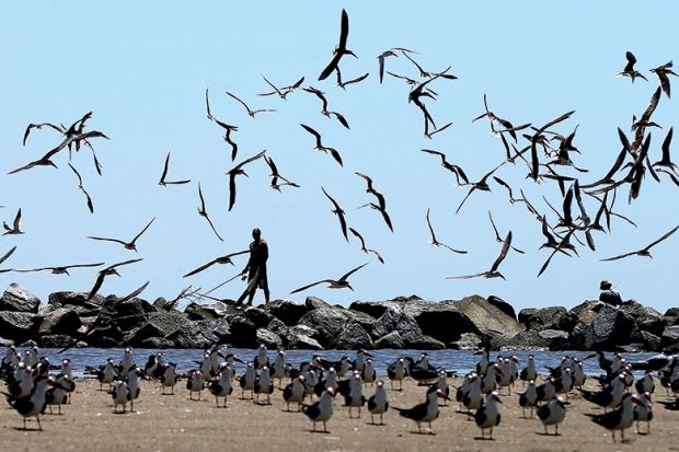 Many birds taking flight on a beach