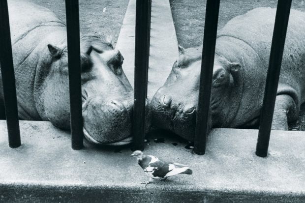 Two hippos in zoo looking at pigeon