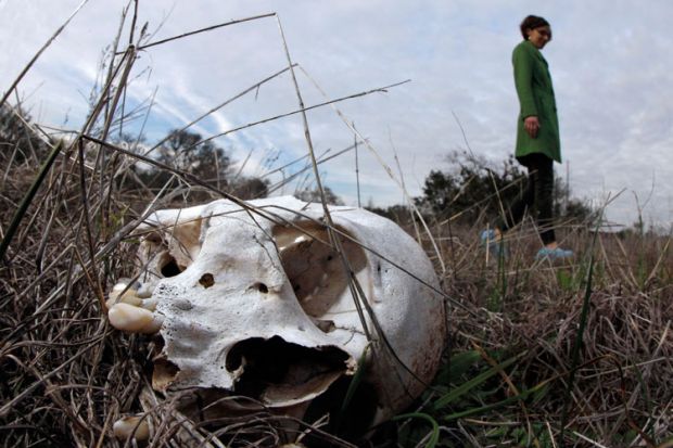 Human skull in grass