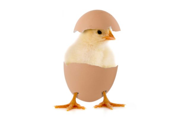 Chicken in an egg