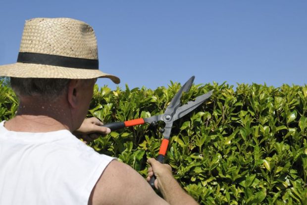 Man trimming a hedge to symbolise cost-cutting in the college system