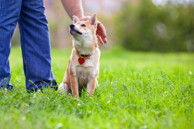 dog, petting, patronising, loyalty