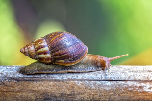 snail, slow