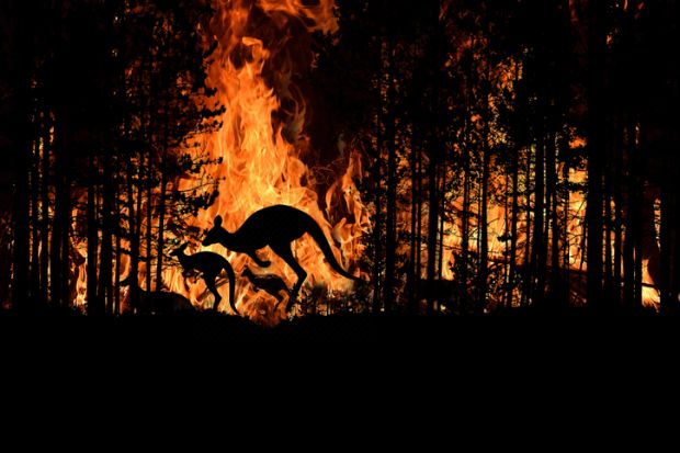 bushfire wildfire fire crisis disaster kangaroo