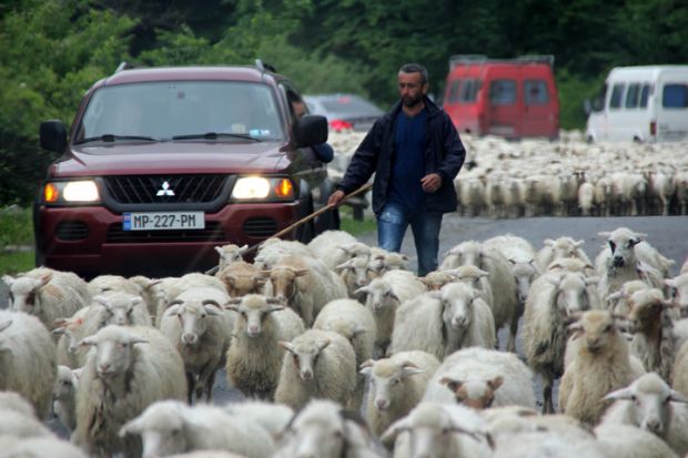 Kutaisi, Georgia. May 22, 2016. A sheepherder herds sheep on a road crowded with automobiles.