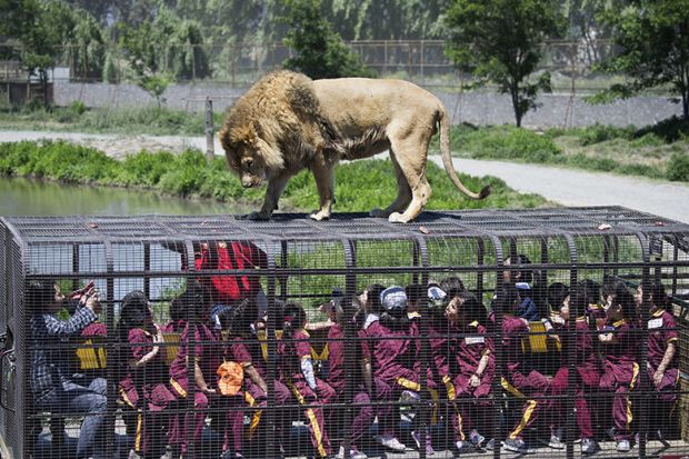 Lion on top of cage full of people
