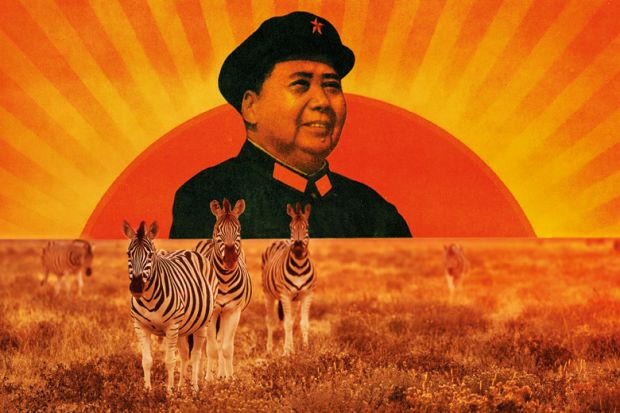 Mao Zedong portrait/Herd of zebra grazing on African plain