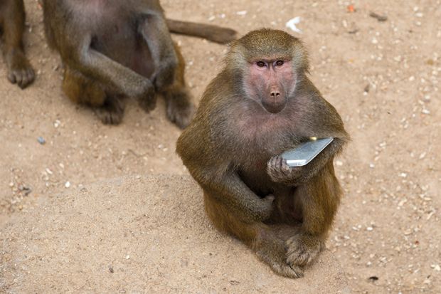 monkey holding phone