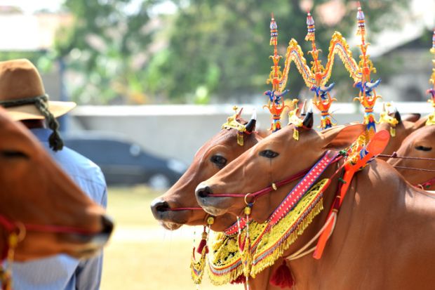 One of the Cow Sonok (female cow beauty contest) events ahead of the implementation of the Cow Racing (cow racing) event in Pamekasan, Madura, East Java, Indonesia on October 25, 2015