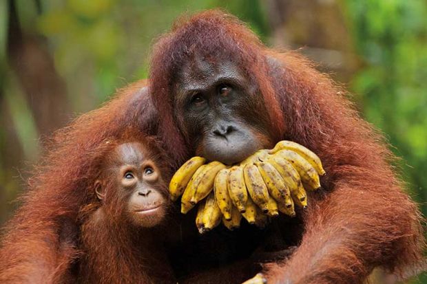 Orangutan with baby and bananas