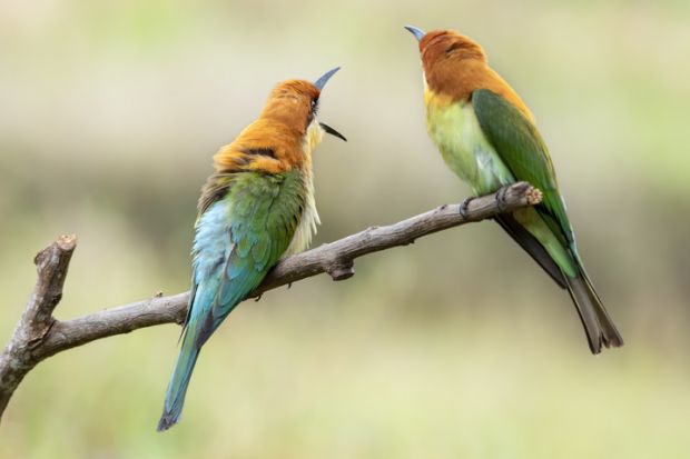 Image of a pair of birds on a tree branch as a symbol for international students at university branch campuses