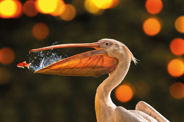 pelican goldfish