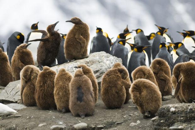 Juvenile penguins huddling