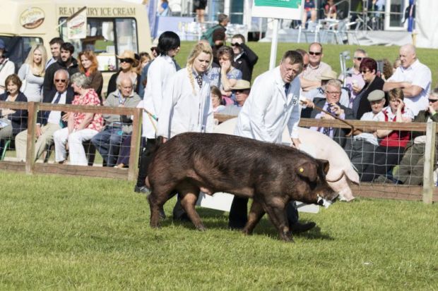 Pig being judged in competition by people in white coats