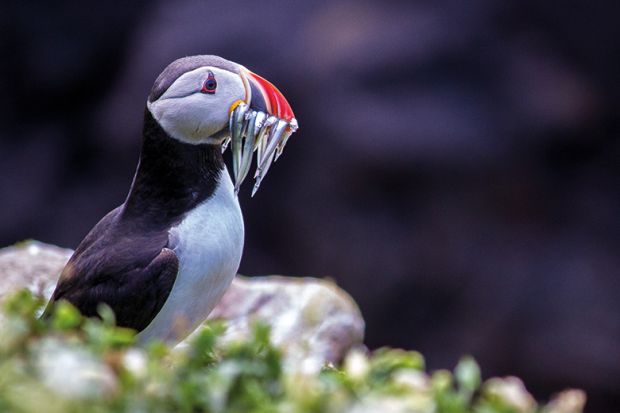 Puffin with fish in beak