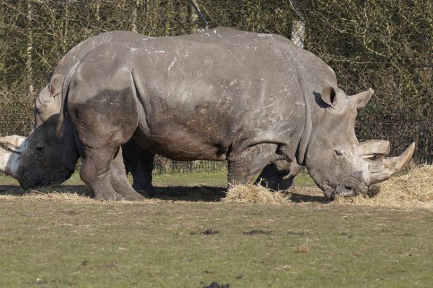 Rhino looks two-headed