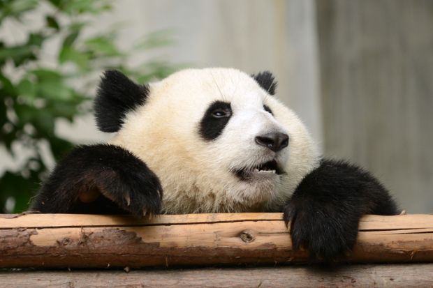 Sad Cub baby Giant Panda