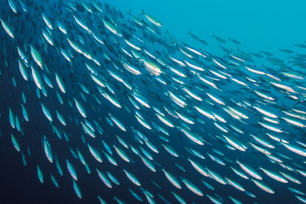 School of sardines swimming in ocean