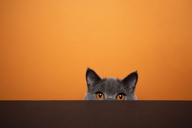 shy british shorthair blue cat hiding behind black table on orange background with copy space