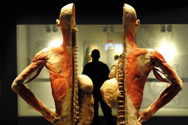 Model of human body split down the middle