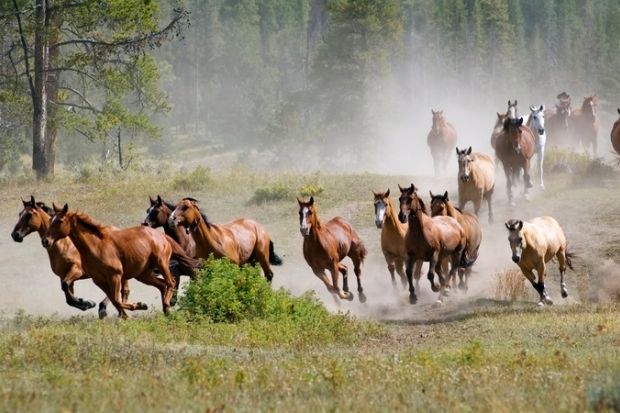 A stampede of horses