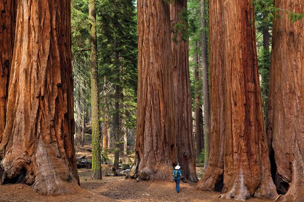 A group of redwood trees
