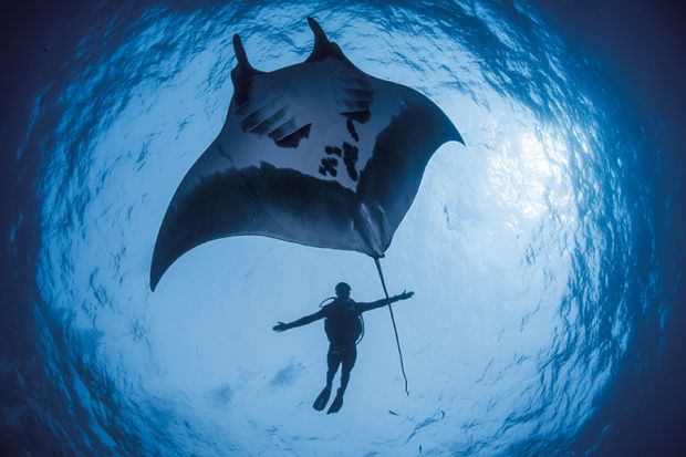 Diver with Manta ray