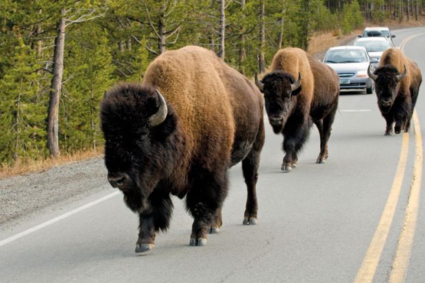 Bison on road, Yellowstone