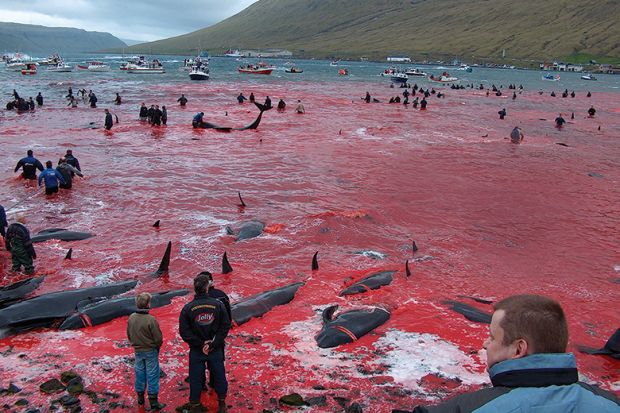 The sea red with blood after a whale hunt in the Faroe Islands