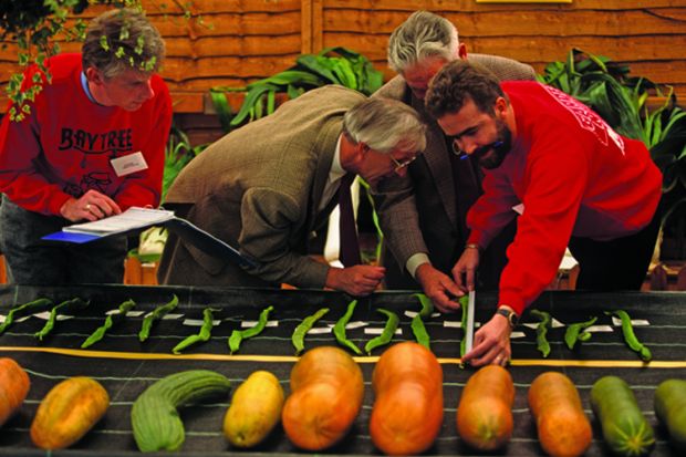 Two judges wearing identical tweed jackets are assisted by two other officials, also wearing the same red sweatshirts, are measuring oversized runner beans during the vegetable Olympics