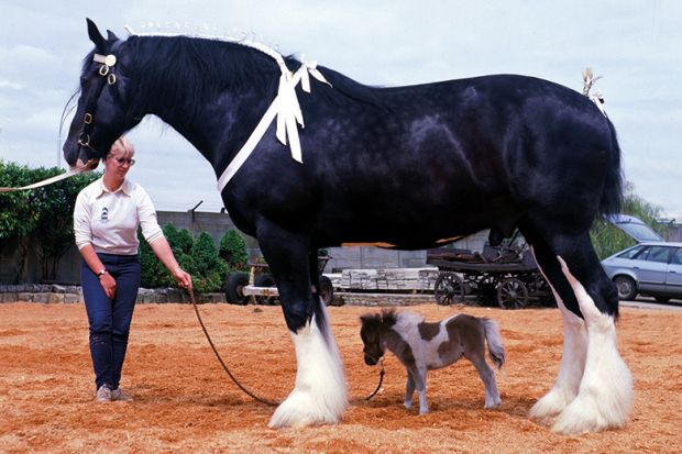 Shire horse Goliath meets miniature horse Bluebell