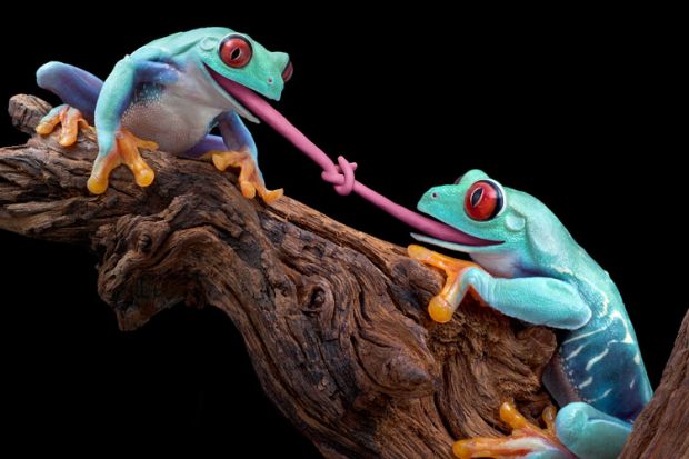 Tongue-tied blue frogs on tree branch