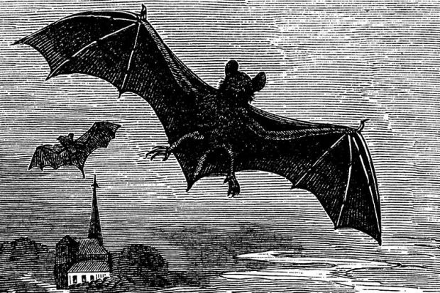 Victorian engraving of bats