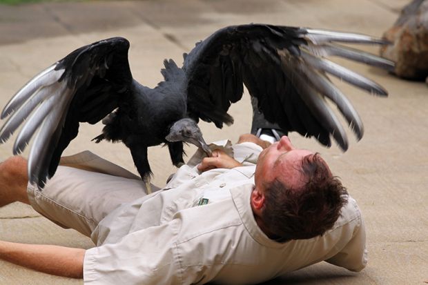 A vulture on a man’s body