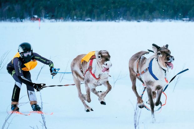 Two reindeer and their jockey chase along an animal that runs loose as they approach the finish line to illustrate Finns float plans for tuition fees for second degrees