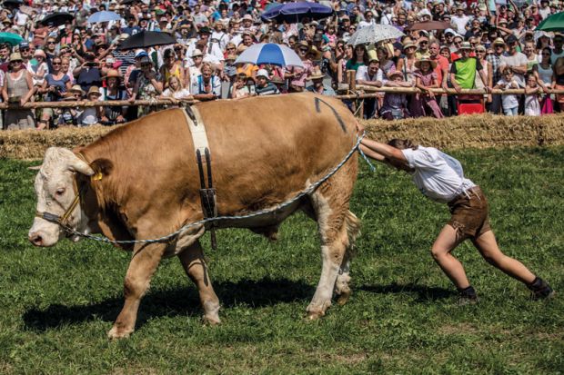A participant wearing traditional Bavarian lederhosen pushes her ox to illustrate Bavaria’s ‘experiment’ with non-EU tuition fees runs into difficulties