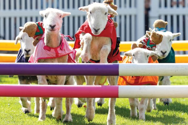 sheep jumping over hurdles as metaphor for US universities push for fewer hurdles on gene editing livestock