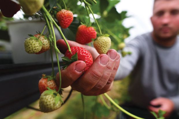 Person picking ripe strawberry as a metaphor for UK spending pledge may change minds over Horizon Europe exit