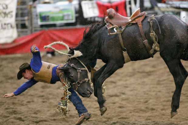 Cowboy is thrown from his horse at the Auckland Rodeo, New Zealand to illustrate Free university scheme fails to reduce inequities in New Zealand
