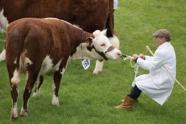 An exhibitor drags his reluctant heifer in the main cattle judging ring  to illustrate 'Treasury ‘sceptical’ of claims about economic value of research'