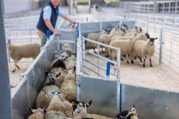 Farmer sorting sheep through an agricultural shed