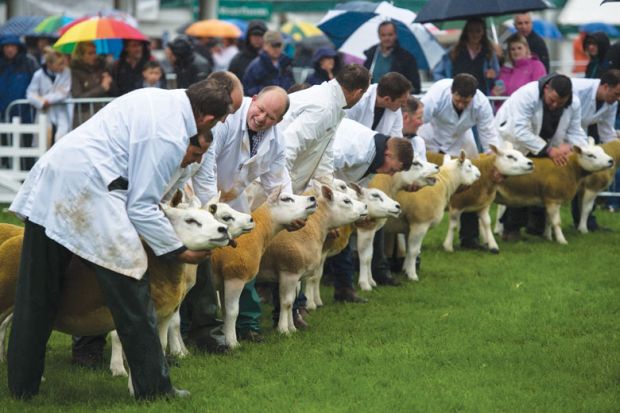 Sheep are being judged in a show ring