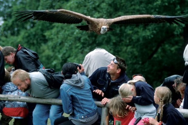 Vulture flying over visitors